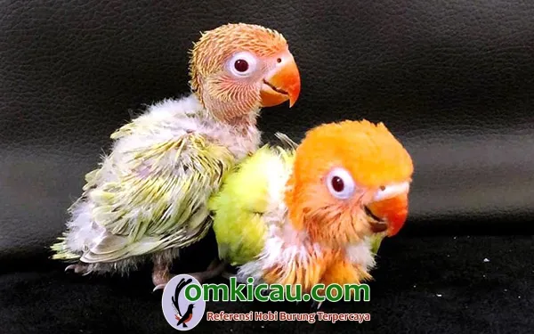 anakan lovebird warna