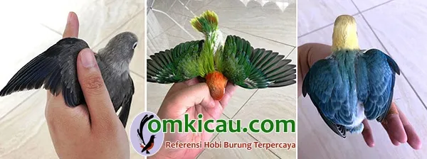 breeding lovebird