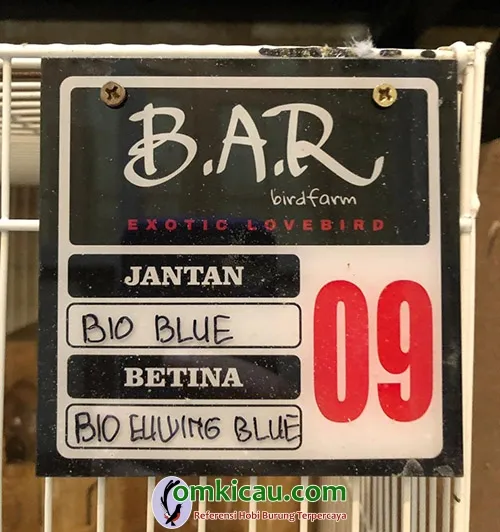 penangkaran lovebird warna