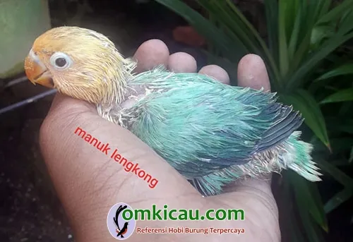 Biola parblue