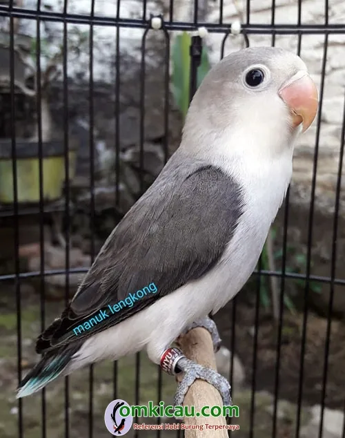 lovebird euwing blue