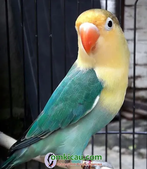 Lovebird parblue