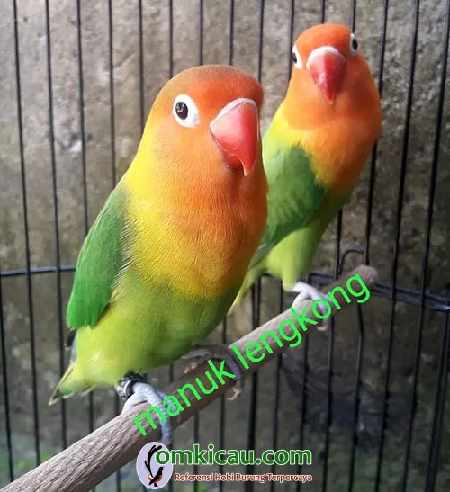 lovebird warna