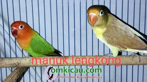 ternak lovebird warna