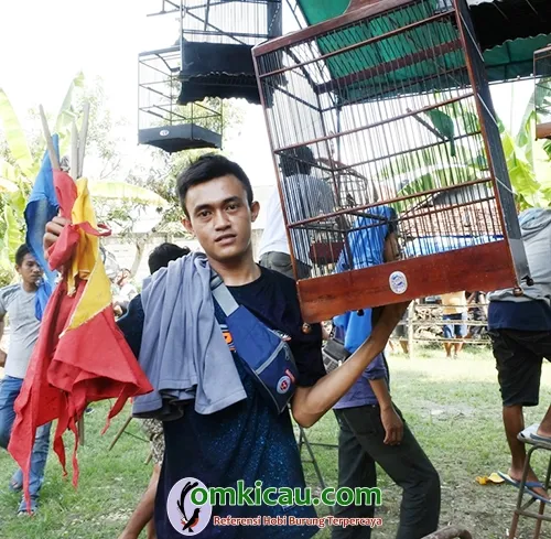 Cucak ijo Arjuna