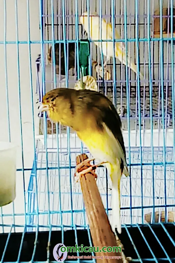 kenari postur