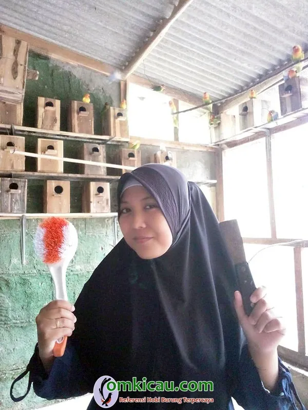 kandang lovebird