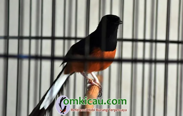 cara merawat burung murai batu
