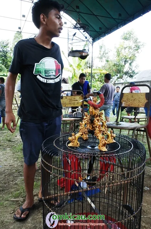 murai batu Narnia