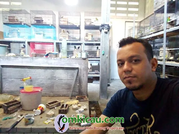 breeding lovebird SHB BF Demak breeding lovebird SHB BF Demak