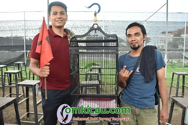 cucak ijo Samurai