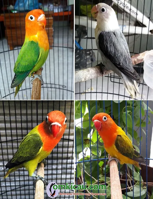 breeding lovebird