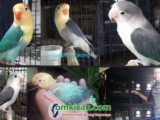 Wahyu BF Manuk Lengkong