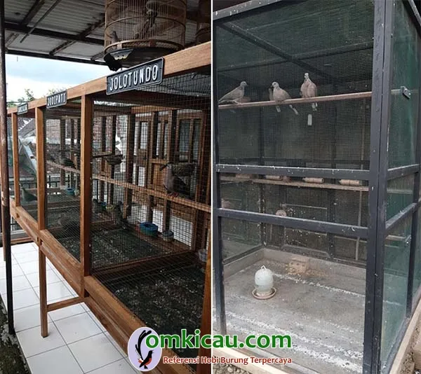 penangkaran perkutut