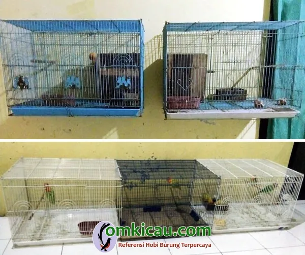 penangkaran lovebird