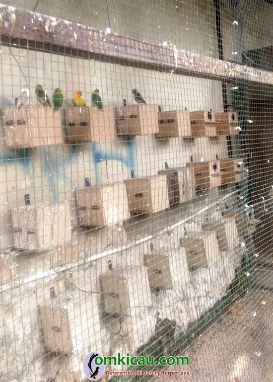 harga lovebird