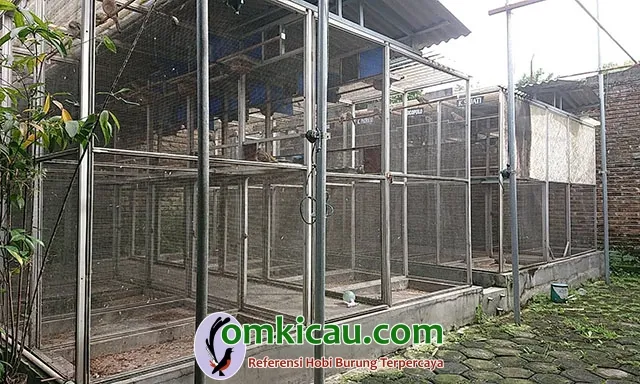cara beternak burung perkutut