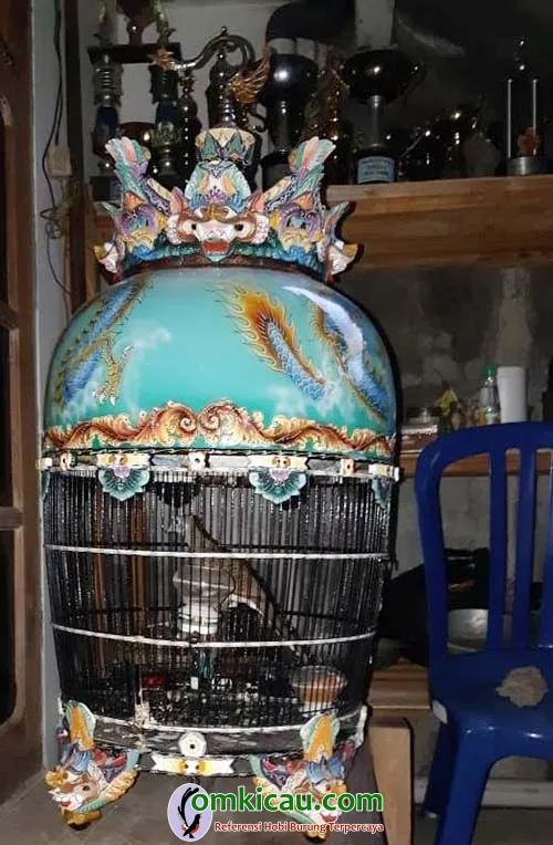cara beternak burung perkutut