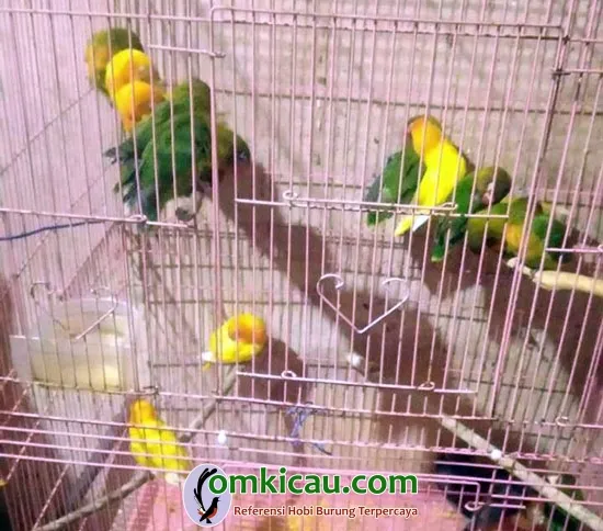 breeding lovebird
