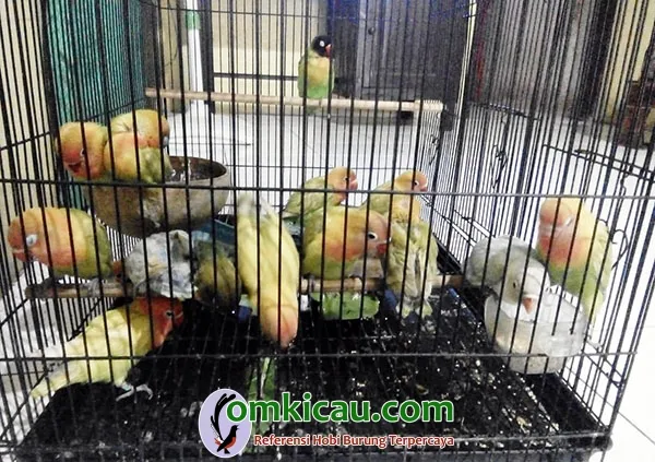 breeding lovebird