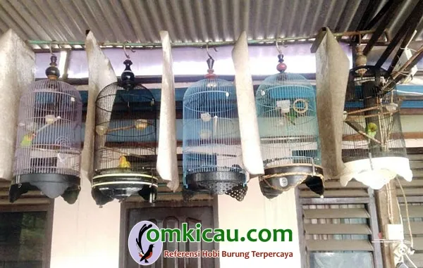 breeding lovebird
