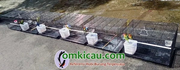 ternak lovebird