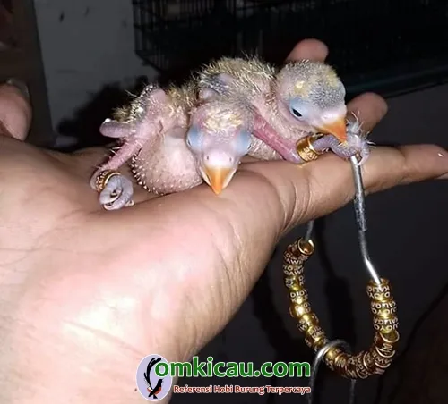breeding lovebird