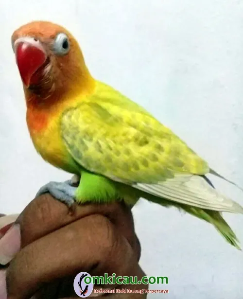 penangkaran lovebird