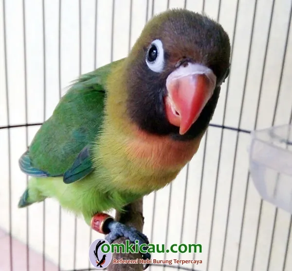 ternak lovebird di Semarang