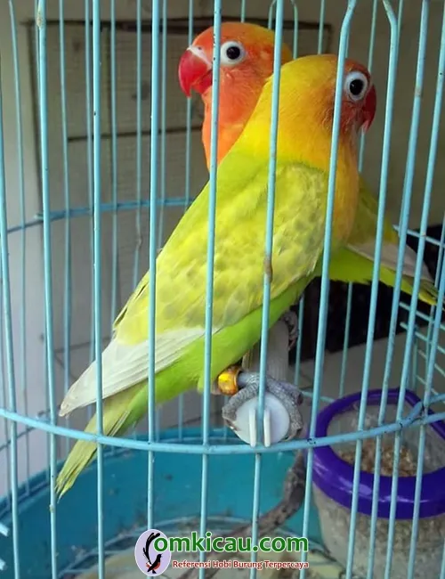 ternak lovebird