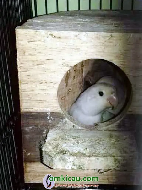 cara beternak lovebird