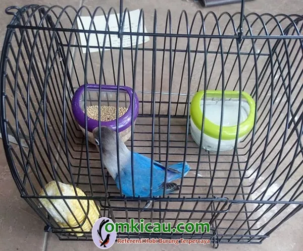 penangkaran lovebird