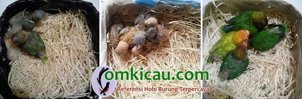 beternak lovebird