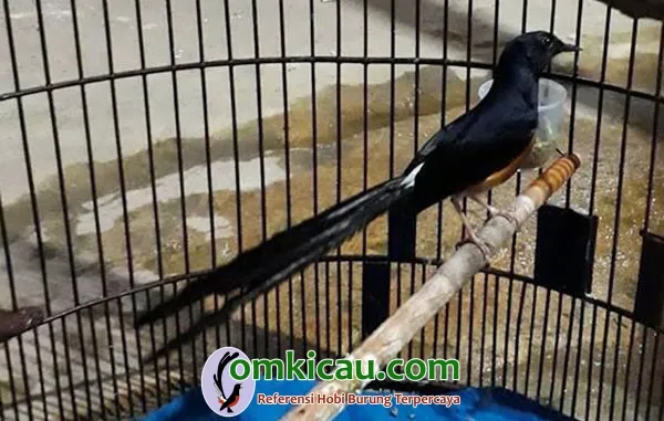 breeding murai batu