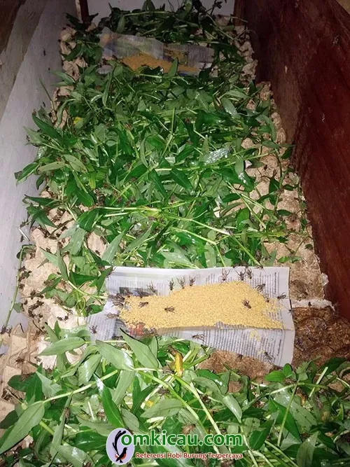 Jangkrik Untuk Kandang Ternak Diberi Pakan Rumput Yang Bebas Pestisida