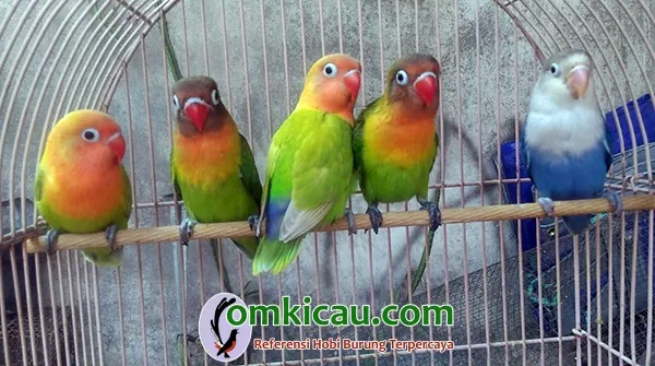 ternak lovebird