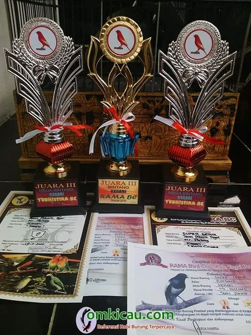 kenari lomba