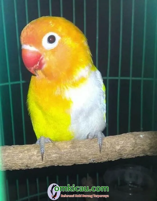 breeding lovebird Fernanda BF