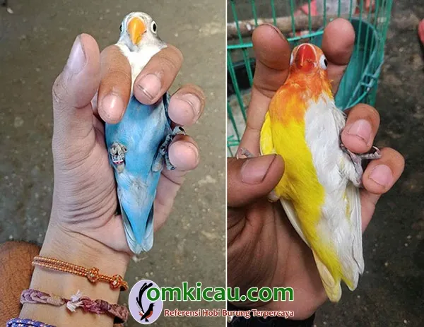 ternak lovebird