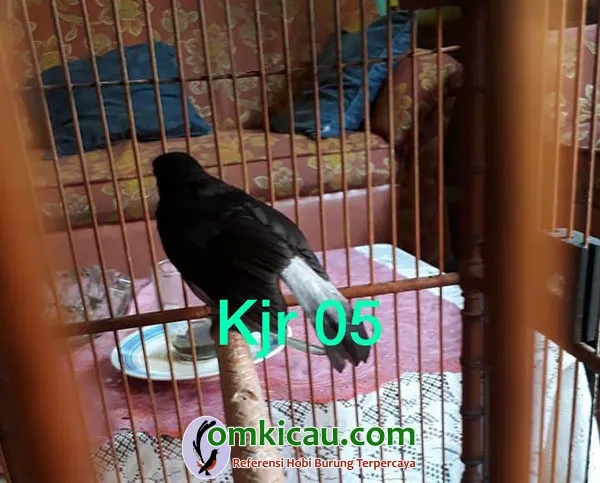 cara beternak murai batu