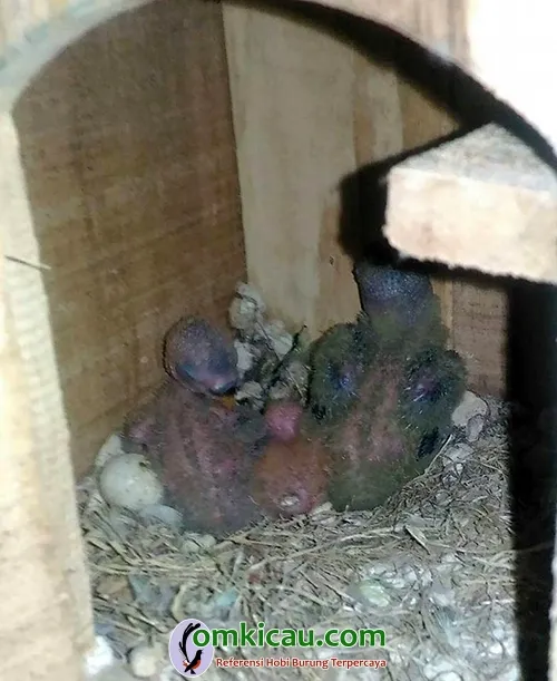 breeding lovebird