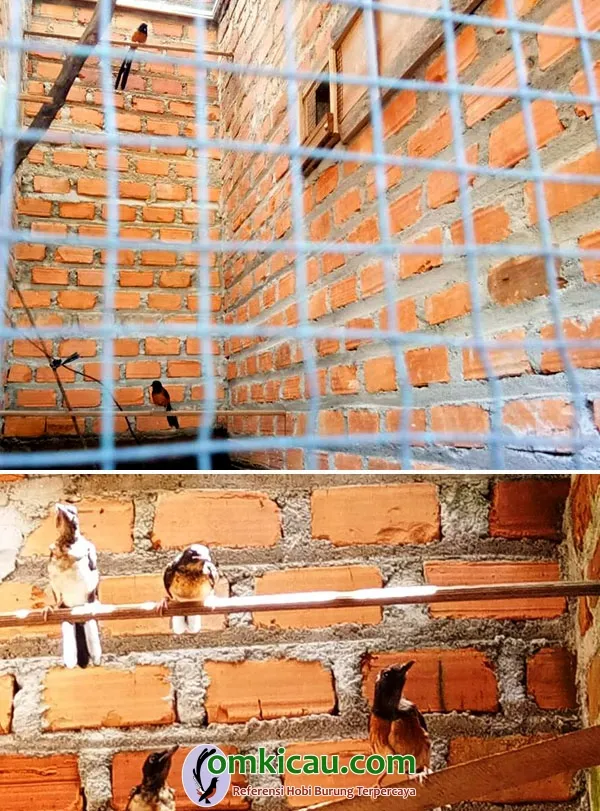 breeding murai batu