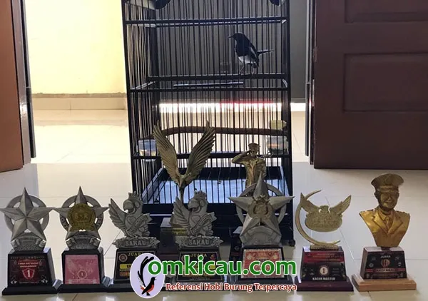 cara merawat burung kacer