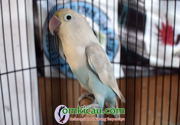 lovebird Apollo