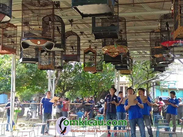 lomba burung berkicau lomba burung berkicau