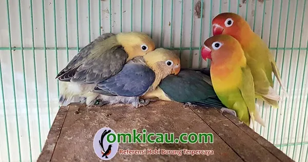 penangkaran lovebird