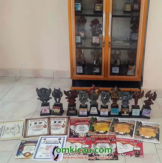 ternak murai batu