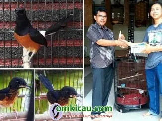 penangkaran murai batu