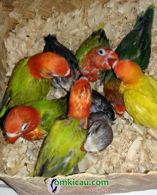 breeding lovebird breeding lovebird