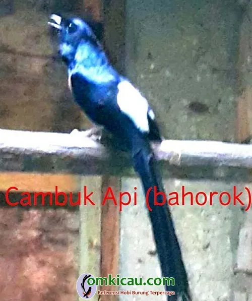 breeding murai batu